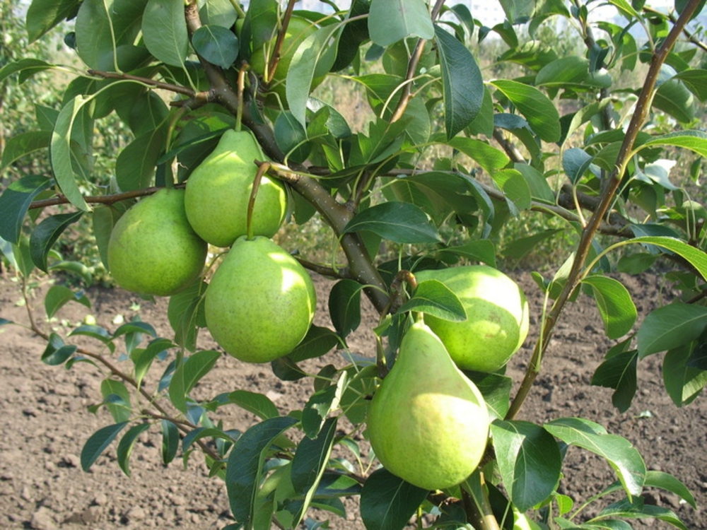 Груша Августовская (Pyrus communis 'Avgustovskaya')