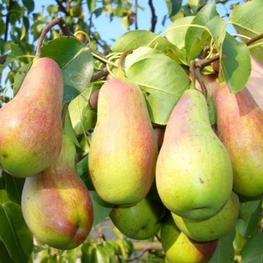 Груша Талгарская (Pyrus communis 'Talgarskaya')