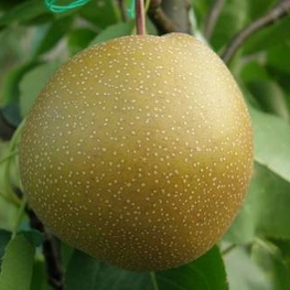 Груша Утренняя свежесть (Pyrus communis 'Utrennyaya Svezhest')