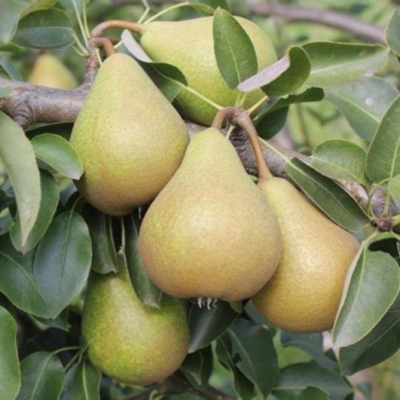 Груша Брянский сувенир (Pyrus communis 'Bryanskiy Suvenir')