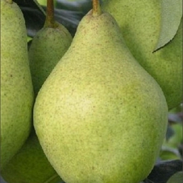Груша Орловская Красавица (Pyrus communis 'Orlovskaya Krasavitsa')