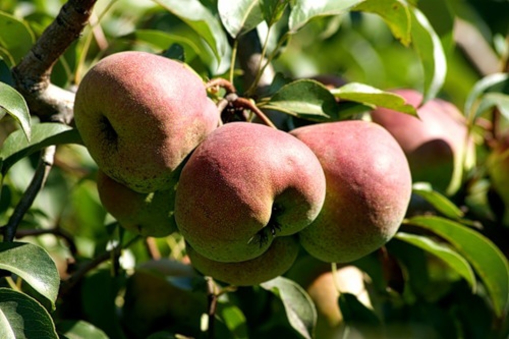 Груша Елена (Pyrus communis 'Elena')