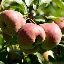 Груша Елена (Pyrus communis 'Elena')