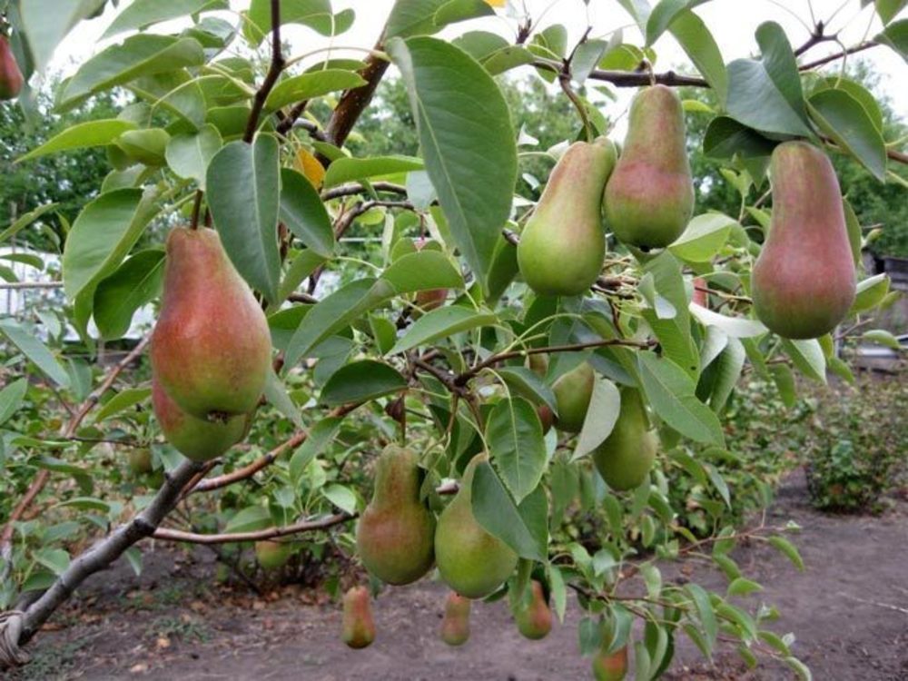 Груша декоративная Бич-Хилл (Pyrus communis 'Beech Hill')