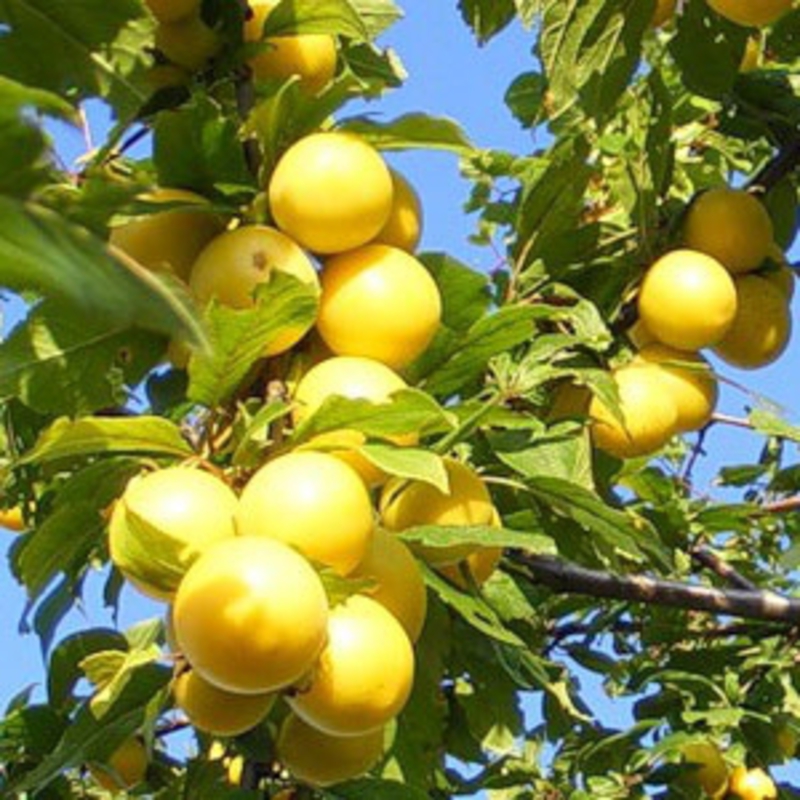 Слива Очаковская желтая (Prunus domestica 'Ochakovskaya Zheltaya')