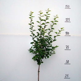 Слива Очаковская желтая (Prunus domestica 'Ochakovskaya Zheltaya')