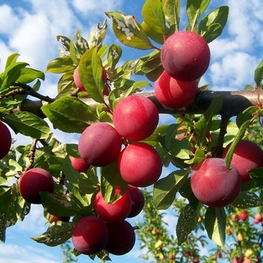 Слива домашняя Скороспелка красная (Prunus domestica 'Skorospelka Krasnaya')