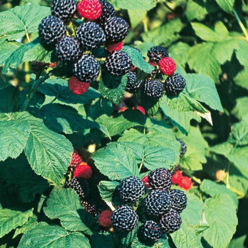 Малина черноплодная Кумберленд (Rubus occidentalis 'Cumberland')