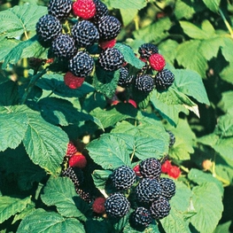 Малина черноплодная Кумберленд (Rubus occidentalis 'Cumberland')