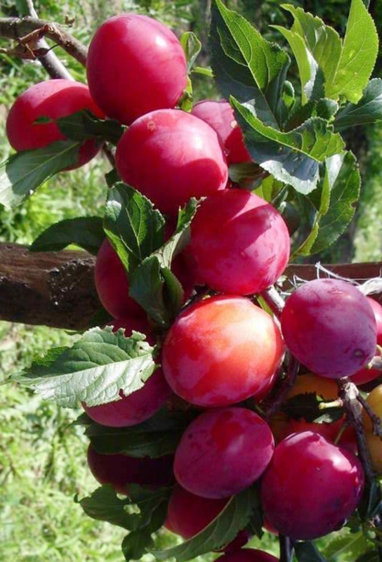 Слива китайская Скороплодная (Prunus salicina 'Skoroplodnaya')