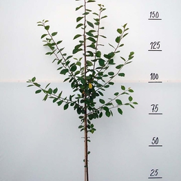 Слива китайская Скороплодная (Prunus salicina 'Skoroplodnaya')