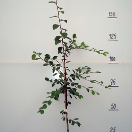 Слива домашняя Ника (Prunus domestica 'Nika')