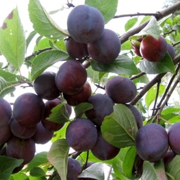 Слива домашняя Заречная ранняя (Prunus domestica 'Zarechnaya Rannyaya')