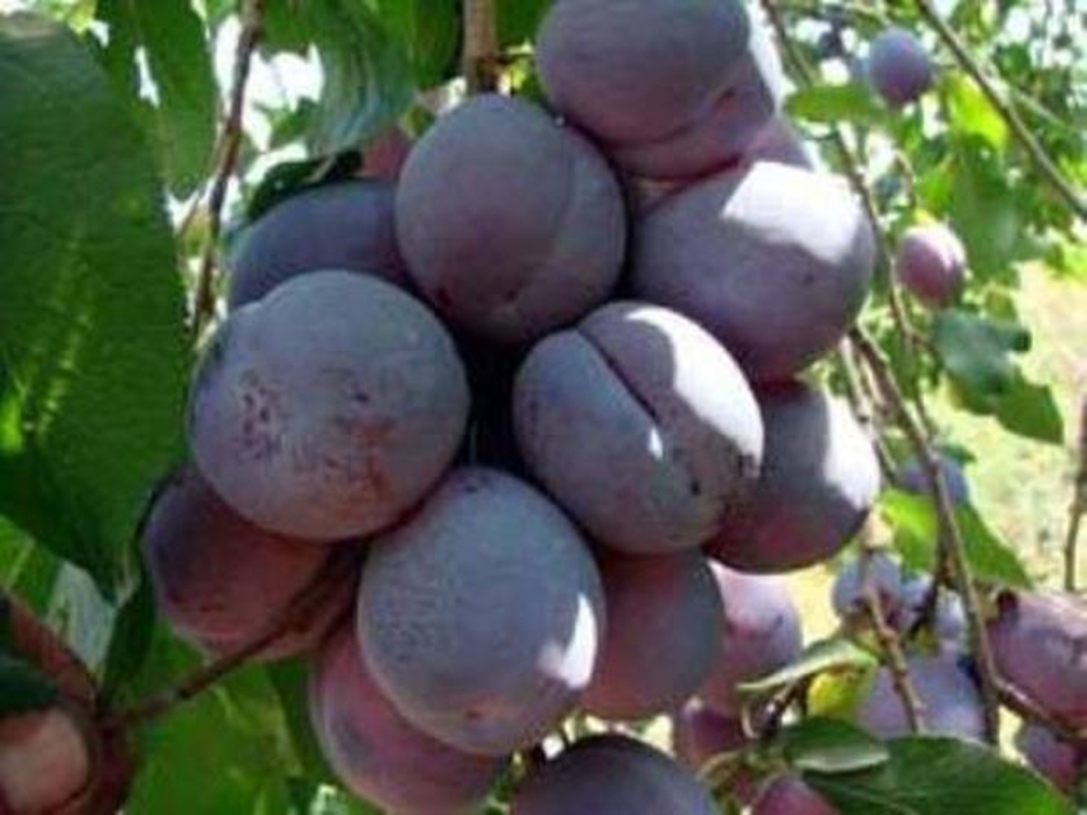 Слива домашняя Волжская красавица (Prunus domestica 'Volzhskaya Krasavitsa')