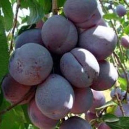 Слива домашняя Волжская красавица (Prunus domestica 'Volzhskaya Krasavitsa')