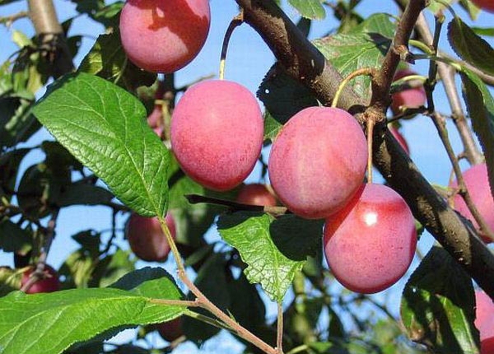 Слива домашняя Виктория (Prunus domestica 'Victoria')