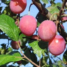 Слива домашняя Виктория (Prunus domestica 'Victoria')