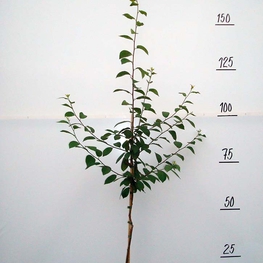 Слива домашняя Виктория (Prunus domestica 'Victoria')