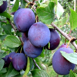 Слива домашняя Венгерка (Prunus domestica 'Vengerka')