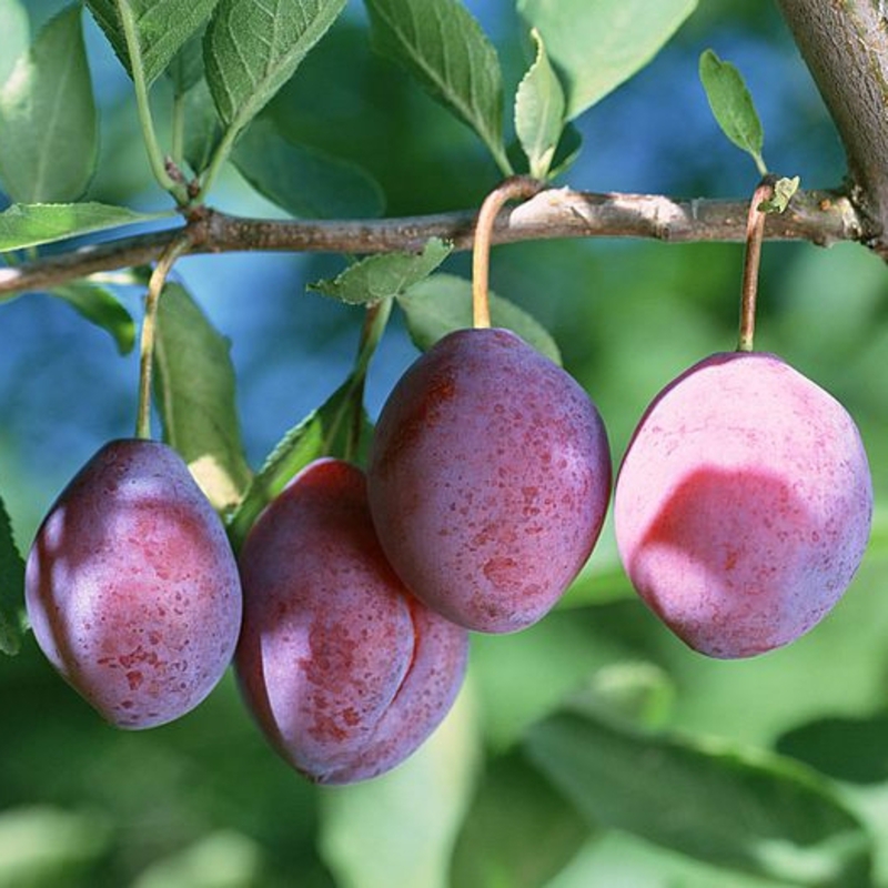 Слива домашняя Конфетная (Prunus domestica 'Konfetnaya')