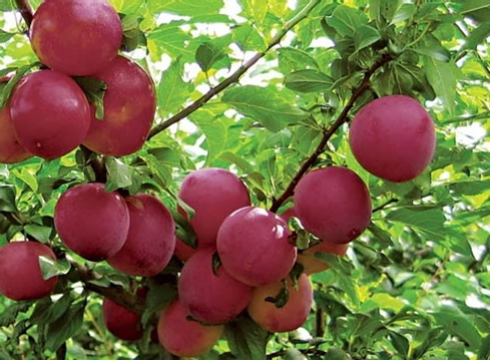 Слива Красномясная (Prunus domestica 'Krasnomyasnaya')