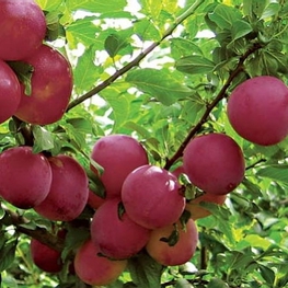 Слива Красномясная (Prunus domestica 'Krasnomyasnaya')