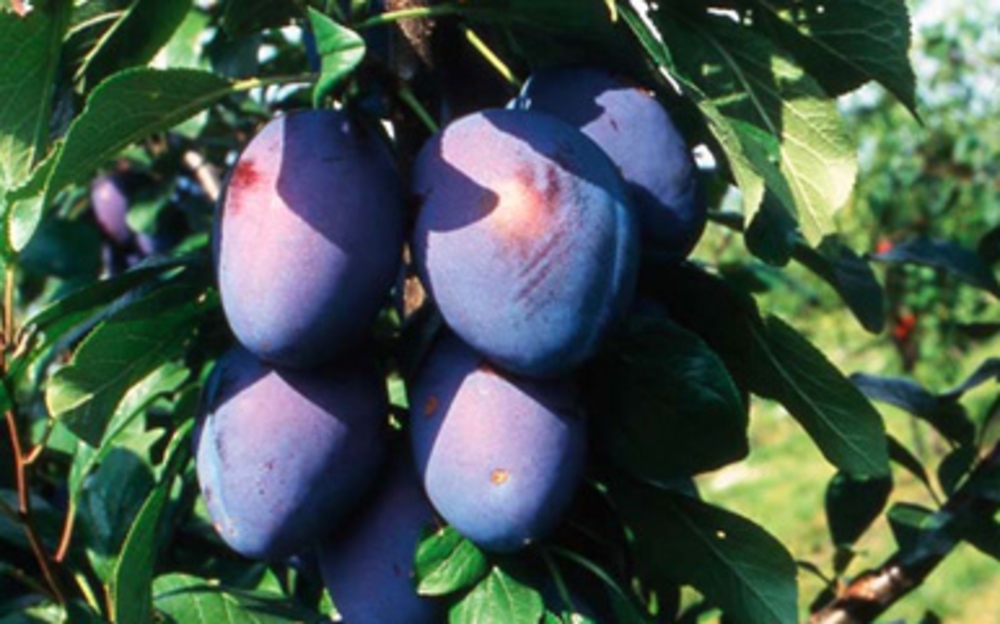 Слива китайская Орловская мечта (Prunus salicina 'Orlovskaya Mechta')