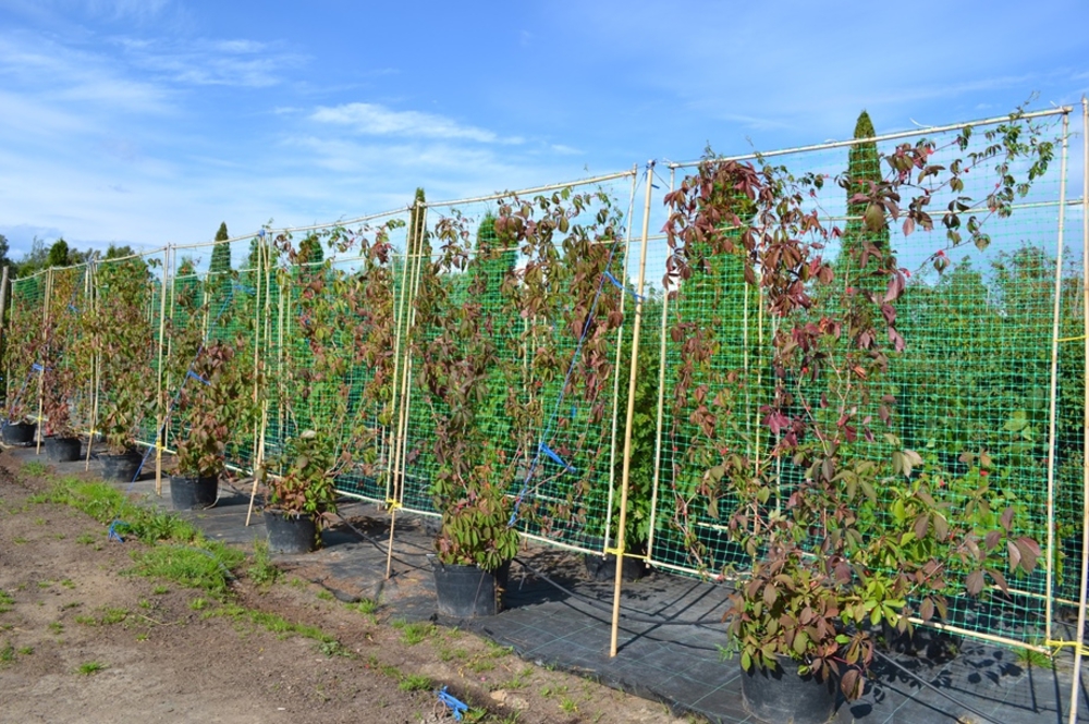 Девичий виноград (Parthenocissus)