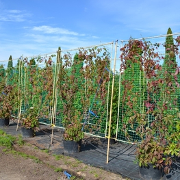 Девичий виноград (Parthenocissus)