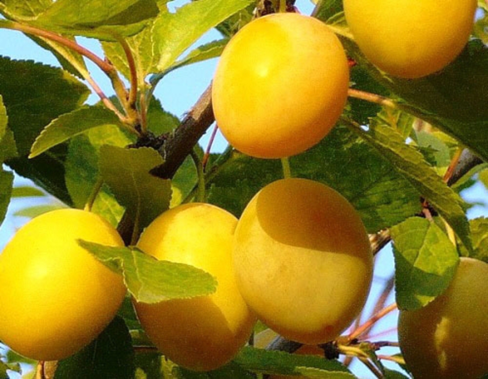 Слива домашняя Ренклод колхозный (Prunus domestica 'Renklod Kolkhoznyy')