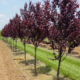 Слива растопыренная Трейлблейзер (Prunus cerasifera 'Trailblazer')