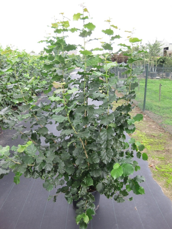 Лещина обыкновенная (Орешник) Болвиллер (Corylus avellana 'Merveille de Bollwiller')