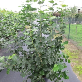 Лещина обыкновенная (Орешник) Болвиллер (Corylus avellana 'Merveille de Bollwiller')