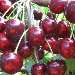 Черешня Тютчевка (Prunus avium 'Tyutchevka')