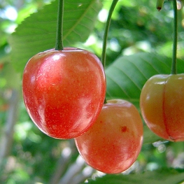 Черешня Подарок Юбиляру (Prunus avium 'Podarok Yubilyaru')