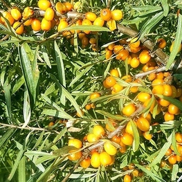 Облепиха Алтайская (Hippophae rhamnoides 'Altayskaya')