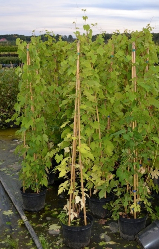 Виноград амурский (Vitis amurensis)
