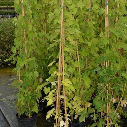 Виноград амурский (Vitis amurensis)