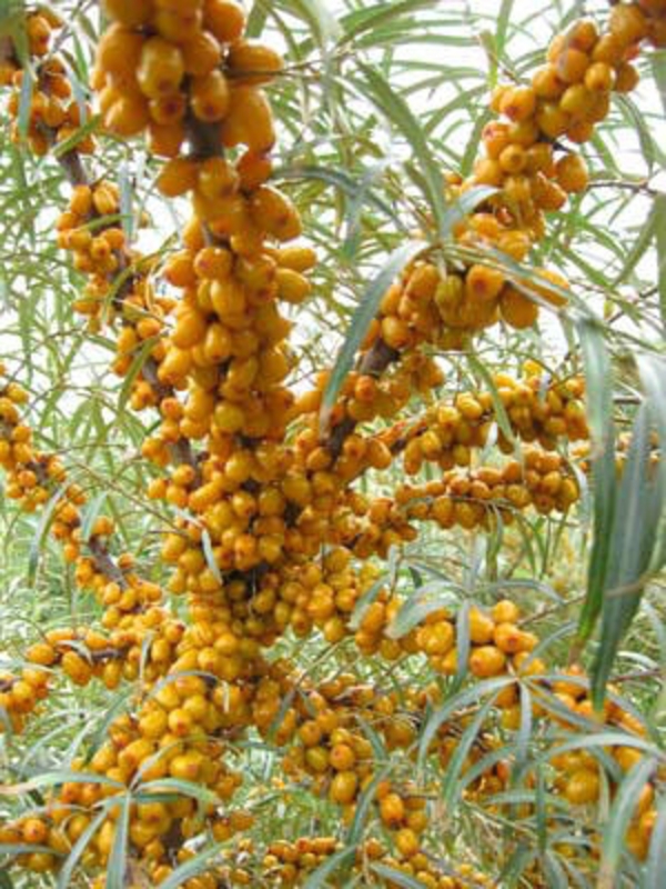 Облепиха Нижегородская сладкая (Hippophae rhamnoides 'Nizhegorodskaya Sladkaya')