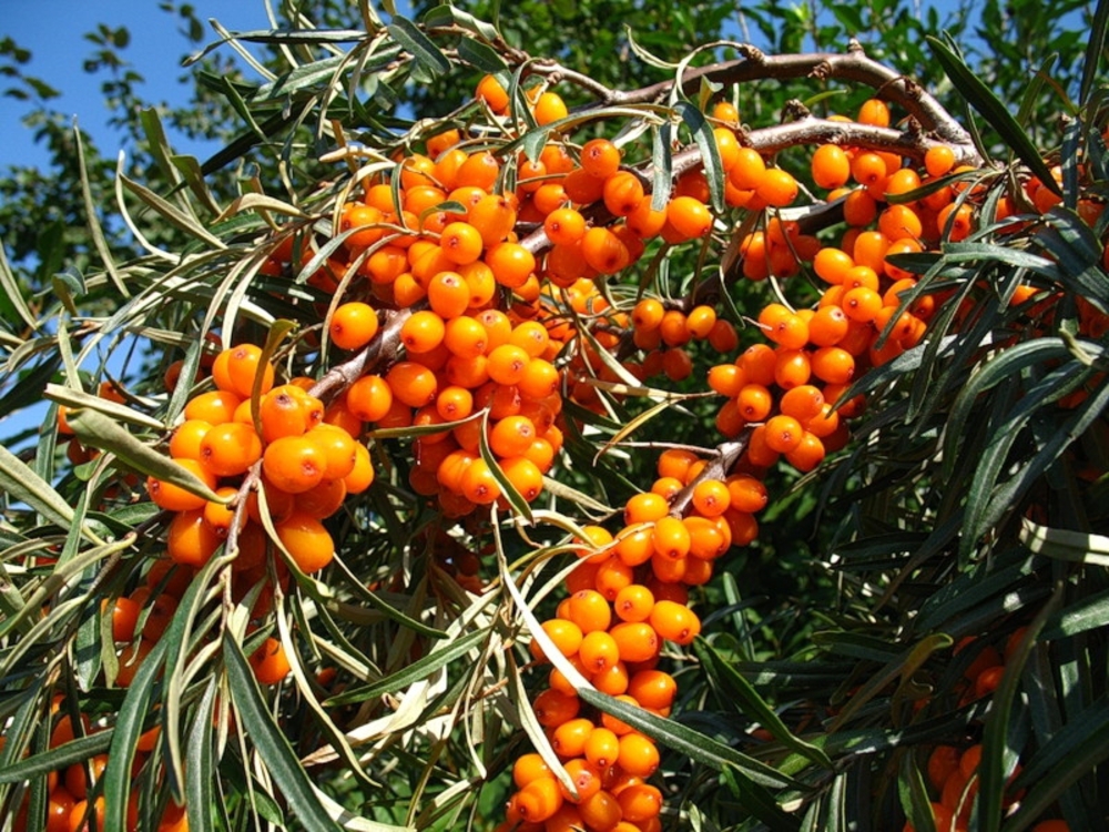 Облепиха Теньга (Hippophae rhamnoides 'Tenga')