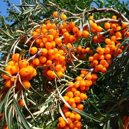 Облепиха Теньга (Hippophae rhamnoides 'Tenga')