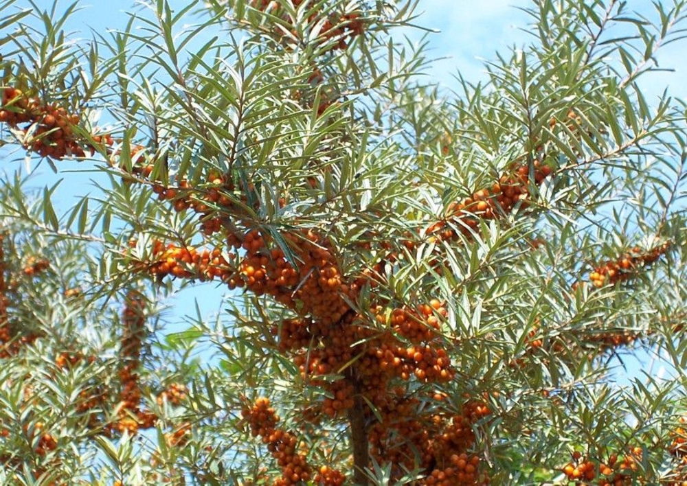 Облепиха крушиновидная Поллмикс (Hippophae rhamnoides 'Pollmix')