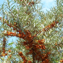 Облепиха крушиновидная Поллмикс (Hippophae rhamnoides 'Pollmix')