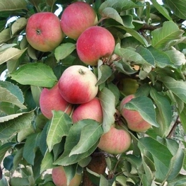 Яблоня колоновидная Кумир (Malus domestica 'Kumir')