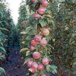Яблоня колоновидная Московское ожерелье (Malus domestica 'Moskovskoe Ozherelye')