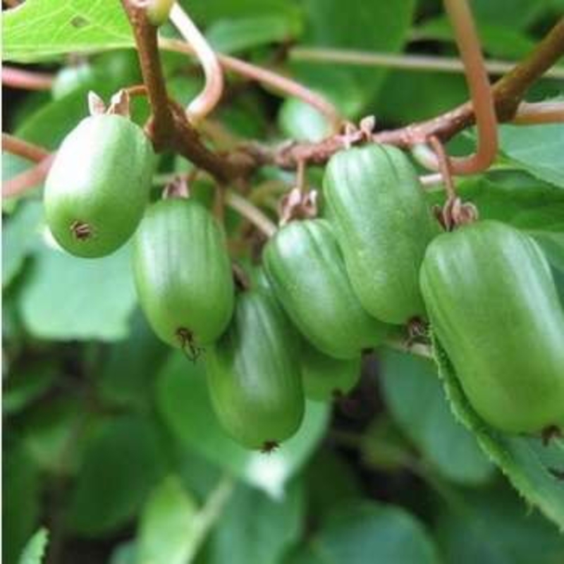 Актинидия аргута Вейки (Actinidia arguta 'Weiki')