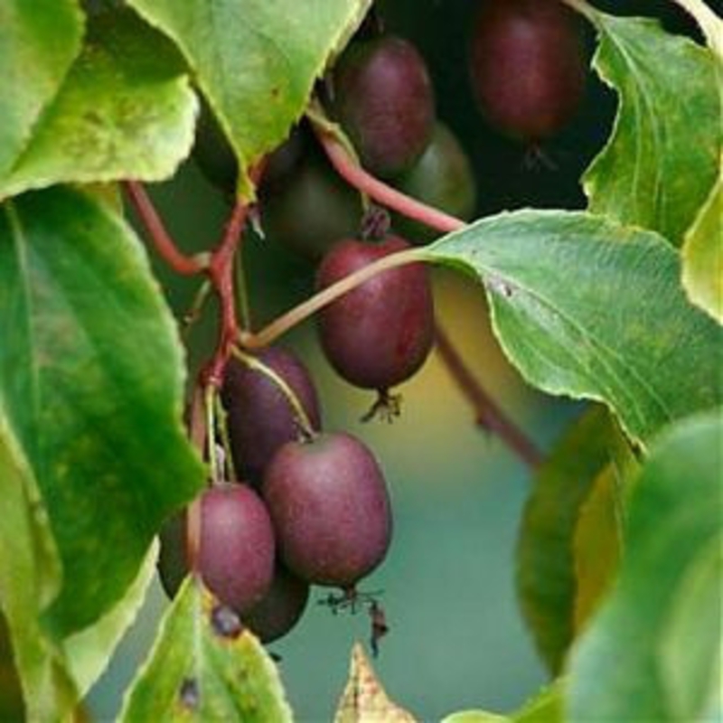 Актинидия аргута Пурпурна Садова (Actinidia arguta 'Purpurna Sadowa')