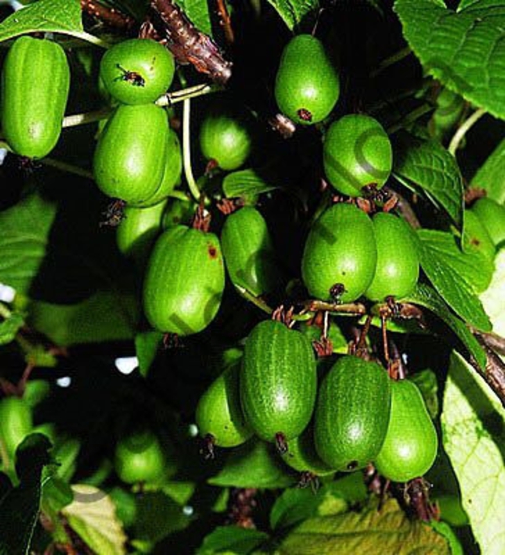 Актинидия коломикта Доктор Шимановский (Actinidia kolomikta 'Dr Szymanowski')