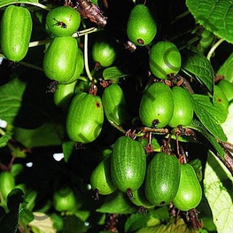 Актинидия коломикта Доктор Шимановский (Actinidia kolomikta 'Dr Szymanowski')