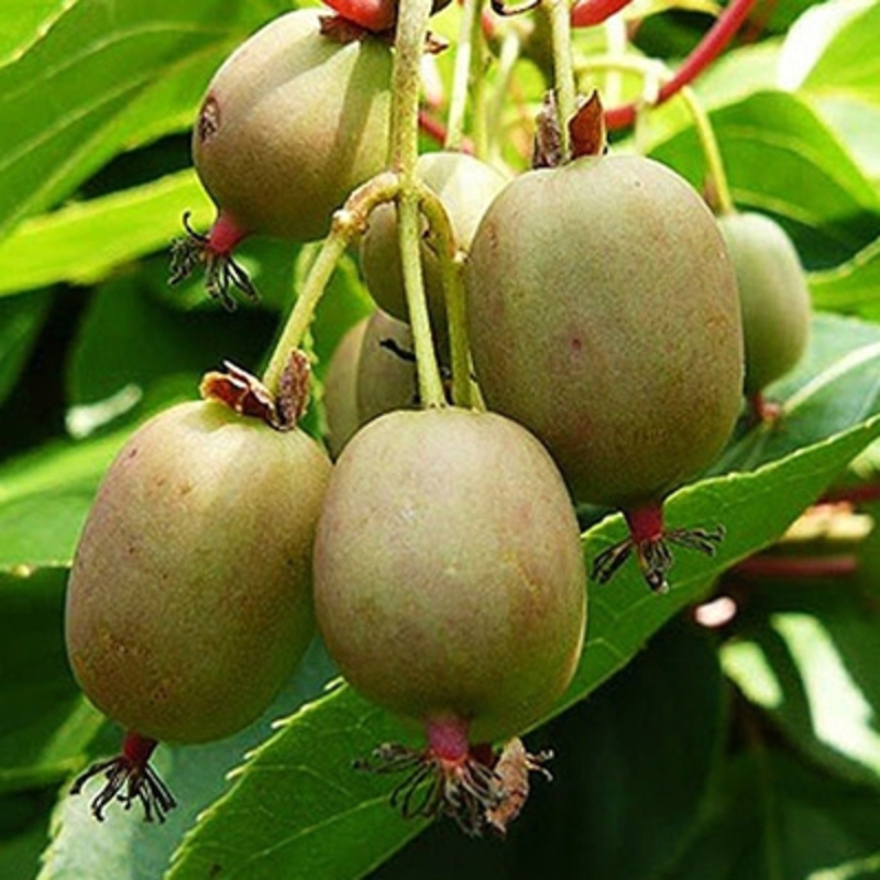 Актинидия гибридная Гибридная (Actinidia x hybrid 'Hibrida')